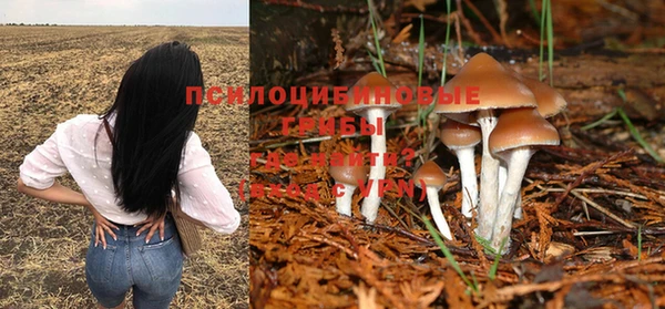 прущие грибы Майский